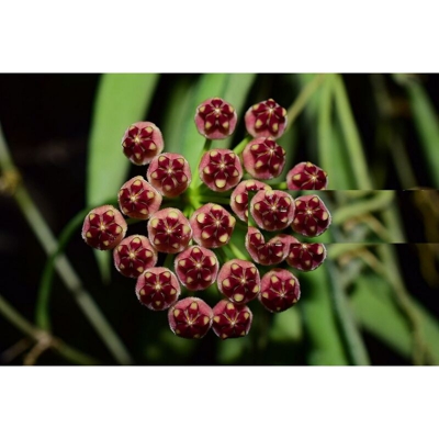 1 PIANTA DI HOYA WAYETII FIORE DI CERA VASO 12CM Perenni