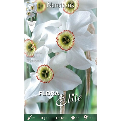 Bulbi Autunnali Narciso Poeticus Recurvus Confezione Da 5 Bulbi Bulbs Bulbes