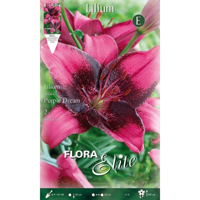 Bulbi Primaverili Lilium Asiatic Purple Dream Confezione Da 2 Bulbi Bulbs