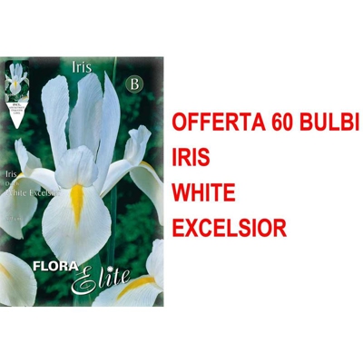 Offerta 60 Bulbi Autunnali Iris Hollandica White Excelsior Bulbs Bulbes