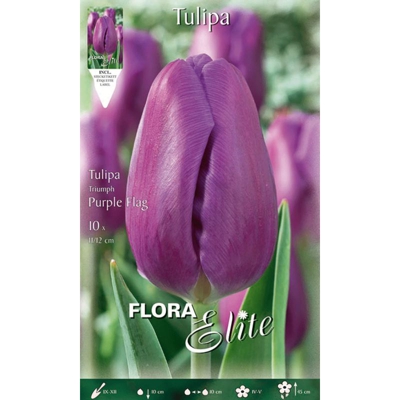 Bulbi Autunnali Tulipano Triumph Purple Flag Confezione Da 10 Bulbi Bulbs Bulbes