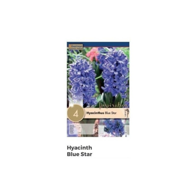 Bulbi di Giacinto Blue Star confezione da 4 pz