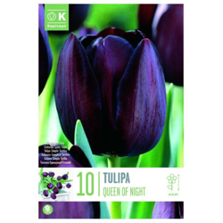 Bulbi di Tulipano Queen of Night confezione da 10 pz precio