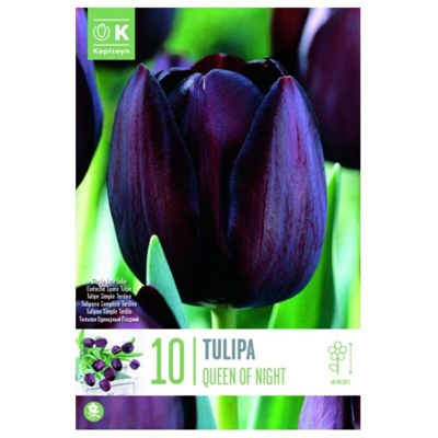 Bulbi di Tulipano Queen of Night confezione da 10 pz