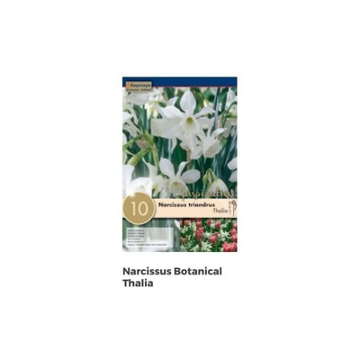 Bulbi di Narciso Thalia confezione da 10 pz