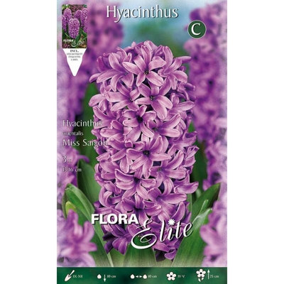 Giacinto Miss Saigon Confezione Da 3 Bulbi Autunnali Bulbs