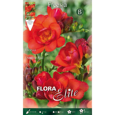 Bulbi Primaverili Freesia Double Red Confezione Da 10 Bulbi Bulbs Bulbes