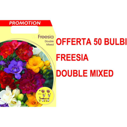 Offerta 50 Bulbi Autunnali Freesia Double Mix Bulbs Bulbes precio