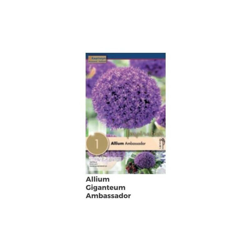 Bulbi di Allium Ambassador confezione da 1 pz precio