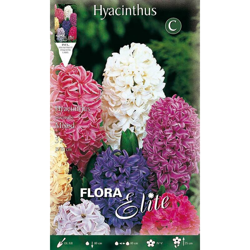 BULBI AUTUNNALI GIACINTO GARDEN MIX COLORI CONFEZIONE DA 3 BULBI BULBS profumati características