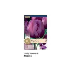 Bulbi di Tulipano Negrita confezione da 10 pz precio