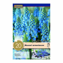 Bulbi di Muscari Armeniacum confezione da 20 pz en oferta