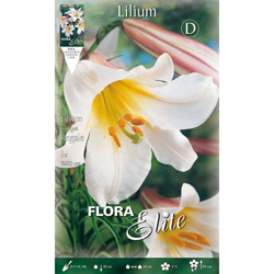 Bulbi Primaverili Lilium Trumpet Regale Confezione Da 1 Bulbo Bulbs precio