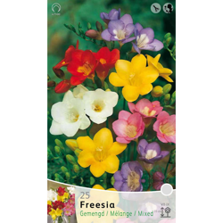 Bulbi Primaverili Freesia Single Mixed Confezione Da 25 Bulbi Bulbs Bulbes en oferta