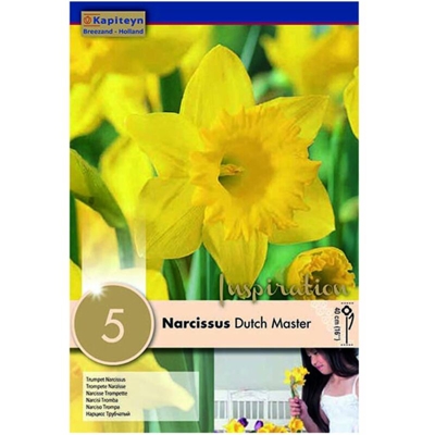 Bulbi di Narciso Dutch Master confezione da 5 pz