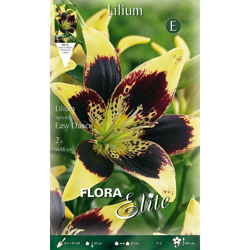 Bulbi Primaverili Lilium Asiatic Easy Dance Confezione Da 2 Bulbi Bulbs Bulbes características