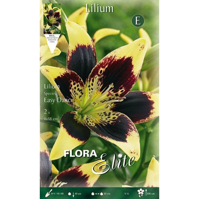 Bulbi Primaverili Lilium Asiatic Easy Dance Confezione Da 2 Bulbi Bulbs Bulbes