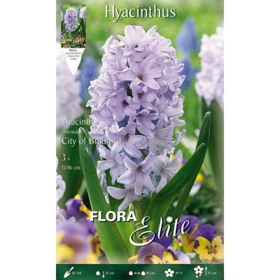 BULBI AUTUNNALI GIACINTO CITY OF BRADFORD CONFEZIONE 3 BULBI BULS BULBES profumati