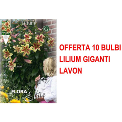 Offerta 10 Bulbi Autunnali Lilium Gigante Lavon Bulbs Bulbes características