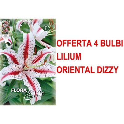Offerta 4 Bulbi Lilium Oriental Dizzy Bulbs Bulbes
