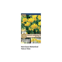 Bulbi di Narciso Tete à Tete confezione da 10 pz en oferta