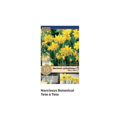 Bulbi di Narciso Tete à Tete confezione da 10 pz