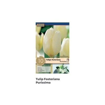 Bulbi di Tulipano Purissima confezione da 10 pz