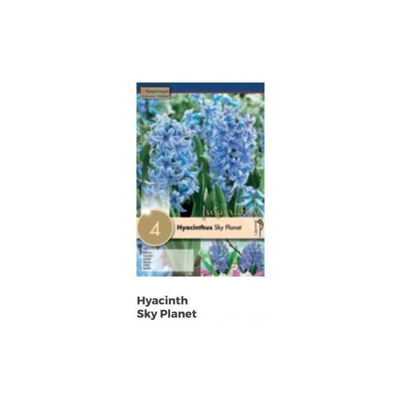 Bulbi di Giacinto Sky Planet confezione da 4 pz