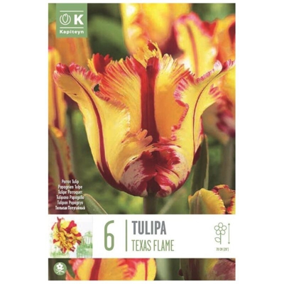 Bulbi di Tulipano Parrot Flaming Parrot confezione da 6 pz