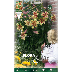 Bulbi Autunnali Lilium Gigante Lavon Confezione 2 Bulbi Bulbs Bulbes características