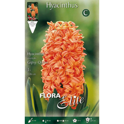 BULBI AUTUNNALI GIACINTO GIPSY QUEEN CONFEZIONE 3 BULBI BULS BULBES profumati precio