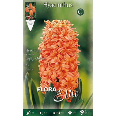BULBI AUTUNNALI GIACINTO GIPSY QUEEN CONFEZIONE 3 BULBI BULS BULBES profumati
