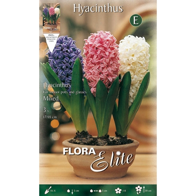 BULBI AUTUNNALI GIACINTO MIXED CONFEZIONE 3 BULBI BULS BULBES profumati