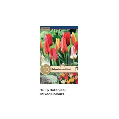 Bulbi di Tulipano Botanical Mixed Colours confezione da 10 pz
