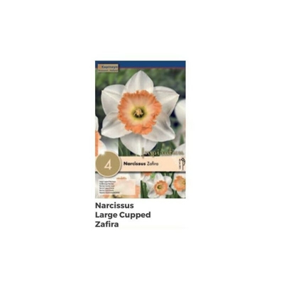 Bulbi di Narciso Large Cupped Zafira confezione da 4 pz
