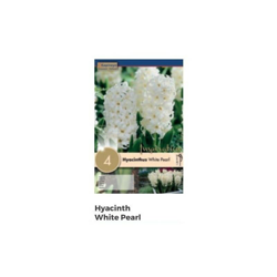 Bulbi di Giacinto White Pearl confezione da 4 pz precio