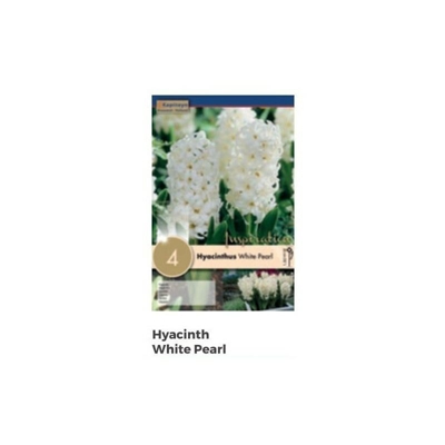 Bulbi di Giacinto White Pearl confezione da 4 pz