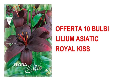 Offerta 10 Bulbi Autunnali Lilium Asiatici Royal Kiss Bulbs Bulbes