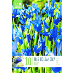 Bulbi di Iris Hollandica Blue confezione da 10 pz precio