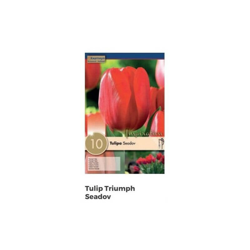 Bulbi di Tulipano Seadov confezione da 10 pz precio