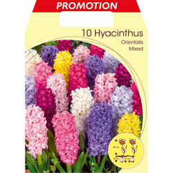 BULBI AUTUNNALI GIACINTO GARDEN MIX COLORI CONFEZIONE DA 10 BULBI BULBS profumati en oferta