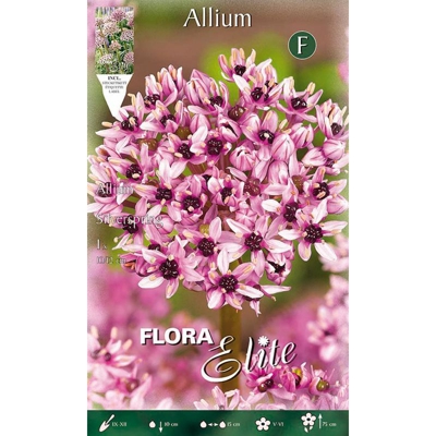 Bulbi Autunnali Allium Silverspring Confezione Da 1 Bulbo Bulbs Bulbes