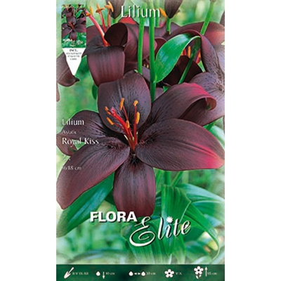 Bulbi Primaverili Lilium Asiatici Royal Kiss Confezione Da 2 Bulbi Bulbs