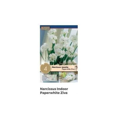 Bulbi di Narciso Paperwhite Ziva confezione da 4 pz