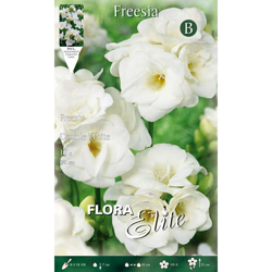Bulbi Primaverili Freesia Double White Confezione Da 10 Bulbi Bulbs Bulbes características
