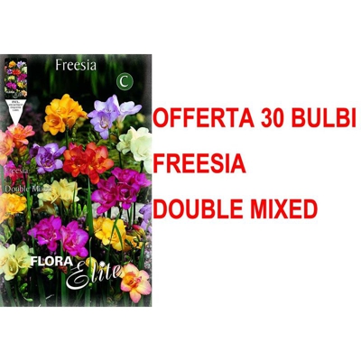 Offerta 30 Bulbi Autunnali Freesia Double Mix Bulbs Bulbes