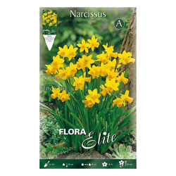 Bulbi Autunnali Narciso Cyclamineus Tete A Tete Confezione Da 5 Bulbi Bulbs Bulbes características