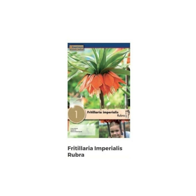Bulbi di Fritillaria Imperialis Rubra confezione da 1 pz