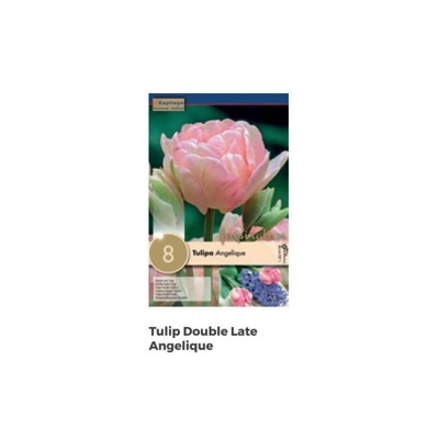 Bulbi di Tulipano Double Angelique confezione da 8 pz