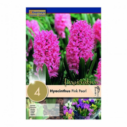Bulbi di Giacinto Pink Pearl confezione da 4 pz en oferta